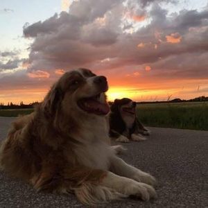 Meet your Posher, Sunny